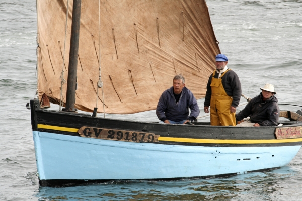 vg291879